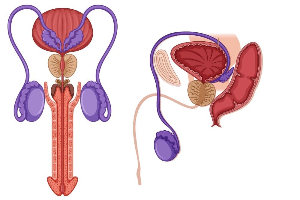 Vasectomía sin bisturí
